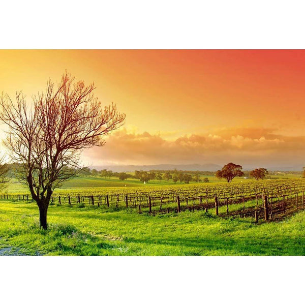 Vineyard Landscape