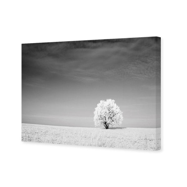 Lonely Snow Tree BW