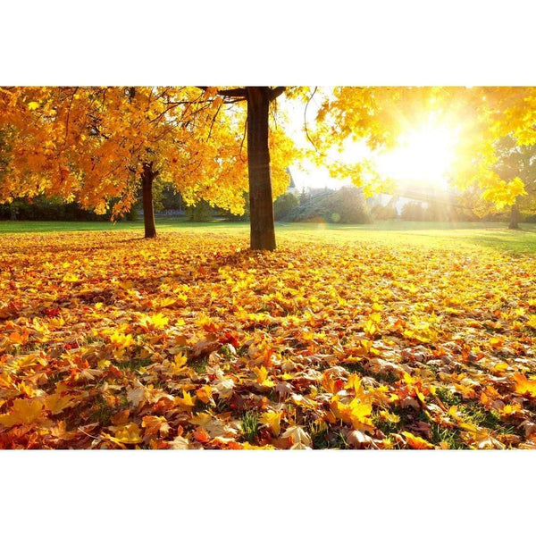 Autumn Sunshine