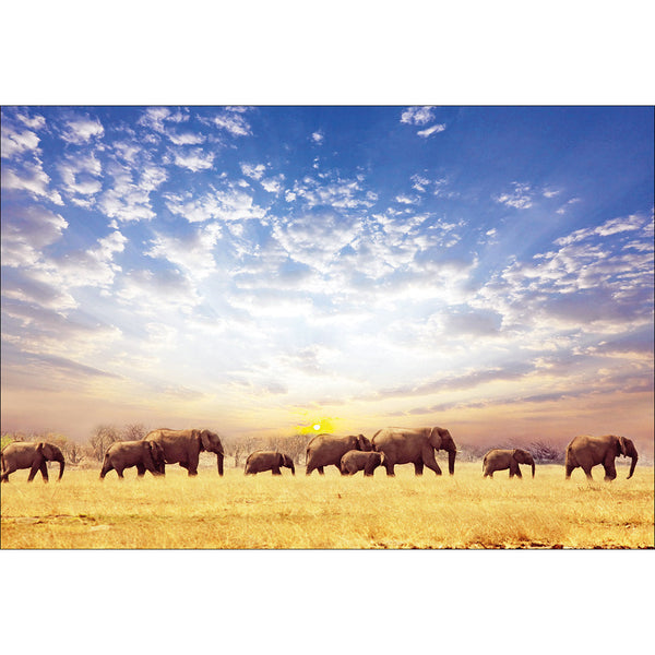 Elephant Trail