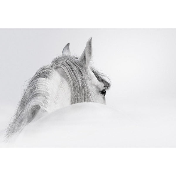 Andalusian Horse in the Mist Wall Art