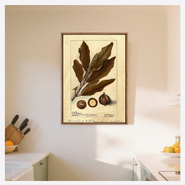 Watercolour Macadamia