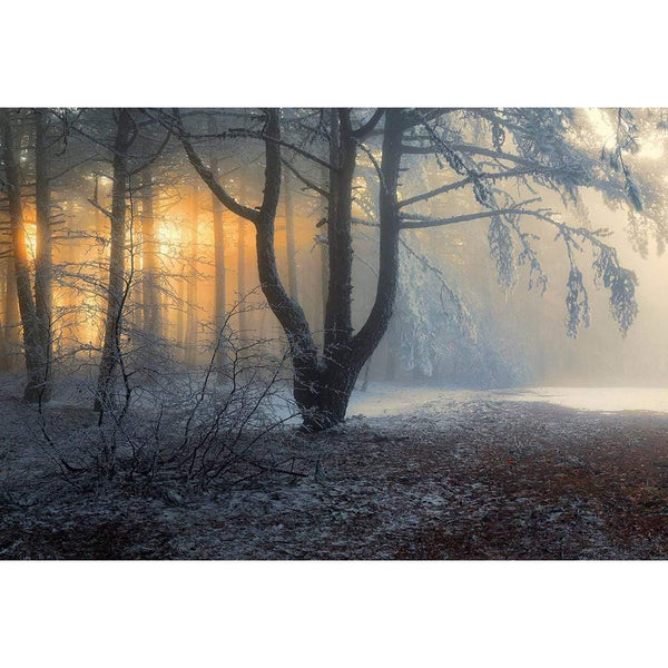 Winter Forest Pond Wall Art