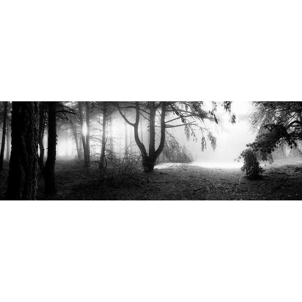 Winter Forest Pond BW|Wall Art