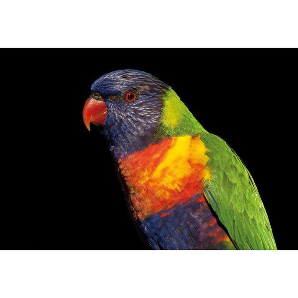 Billy the Rainbow Lorikeet Wall Art