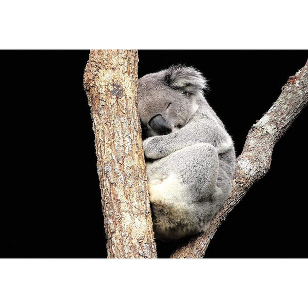 Sam the Sleepy Koala Wall Art