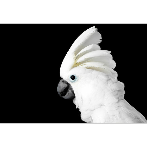 Cassie the Cockatoo