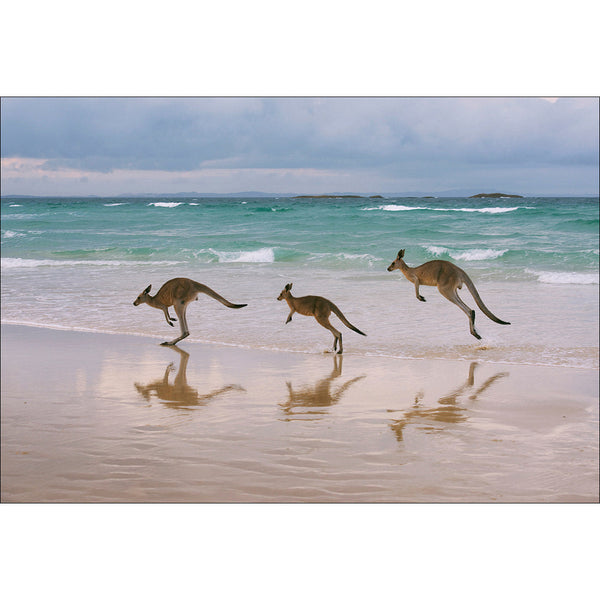 Kangaroos on Vacation