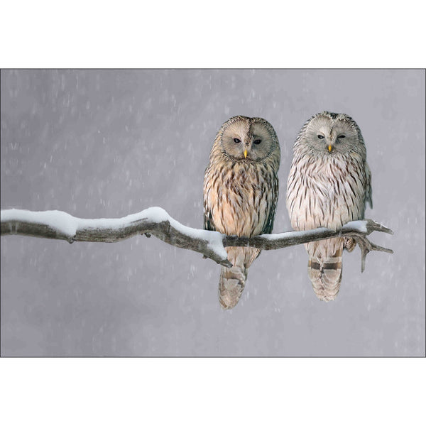 Ural Owl Pair