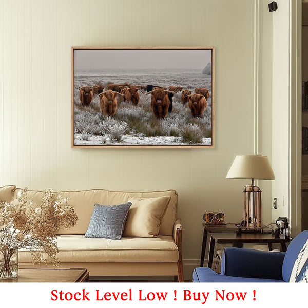 Herd of Highlanders (stock)