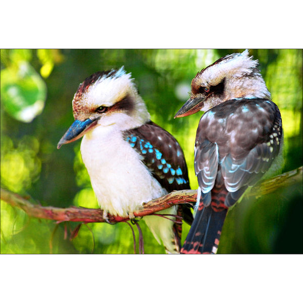 Kookaburra Pair