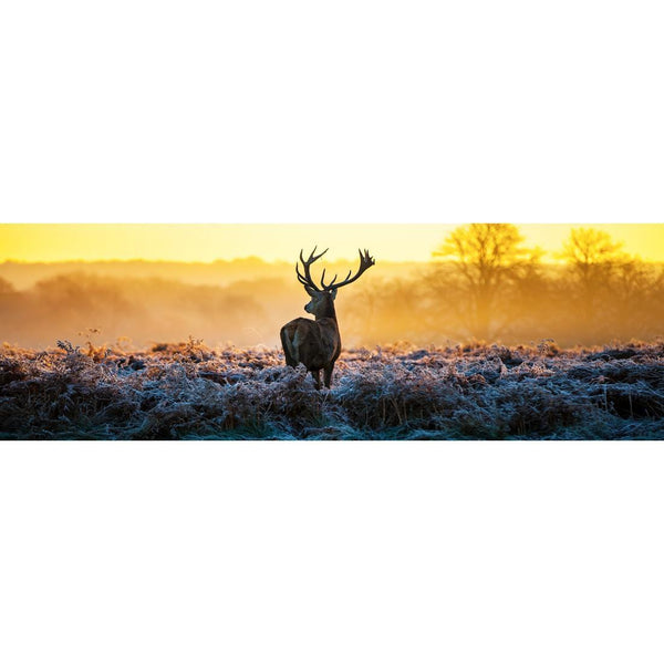 Red Deer at Dawn