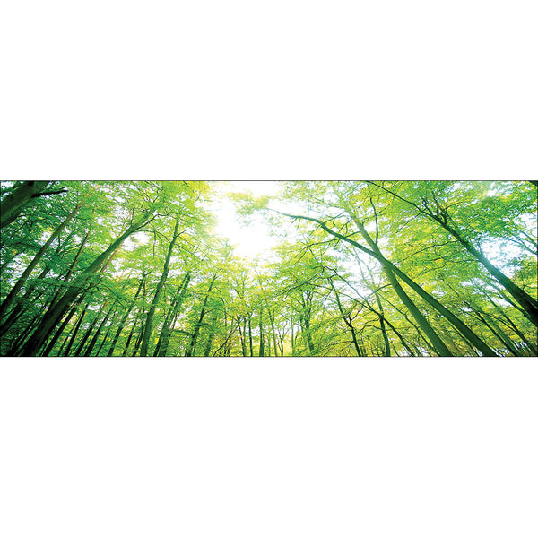 Sun Through Trees