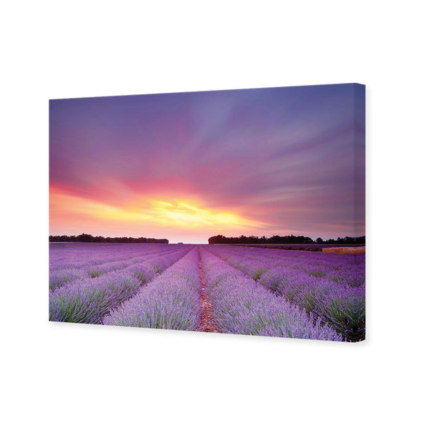 Lavender Sunset