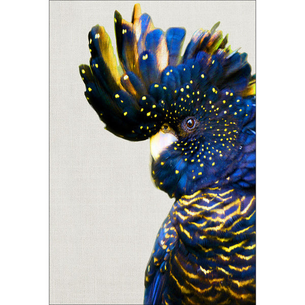Proud Black Cocky