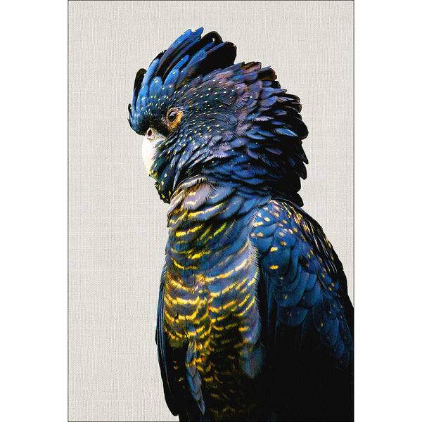 Lady Black Cocky