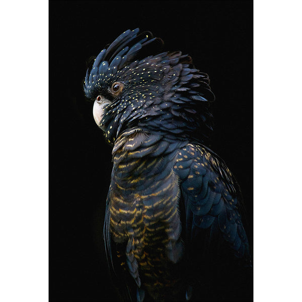 Lady Black Cocky Dark